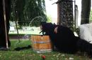 Etre le Loup   008 * 5184 x 3456 * (6.44MB)